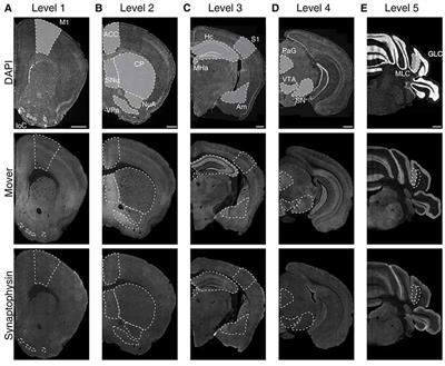 The Presynaptic Protein Mover Is Differentially Expressed Across Brain Areas and Synapse Types